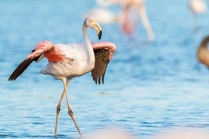 Afternoon Bundala Safari: Half-Day Birding & Wildlife Drive from Tissamaharama