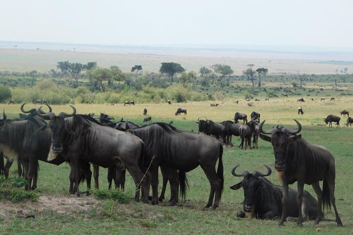 4-Day Amboseli & Tsavo Safari from Mombasa — Kilimanjaro Views, Mzima Springs & Red Elephants photo 5