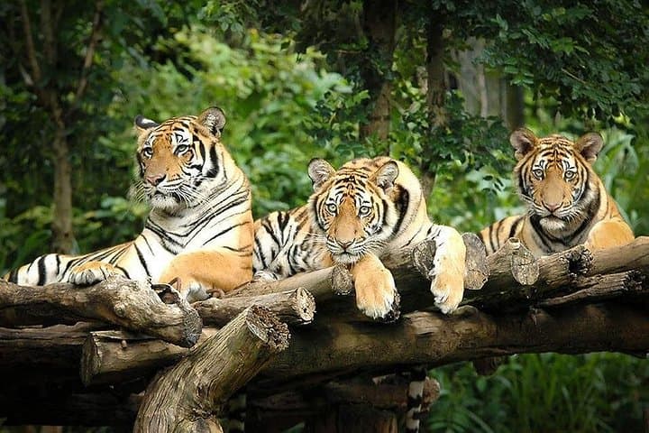 Chiang Mai Night Safari: Evening Tram Safari, Animal Shows & Round-Trip Transfer photo 2