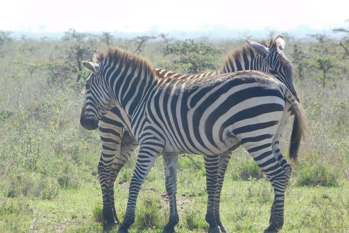 3-Day Masai Mara Flying Safari from Nairobi