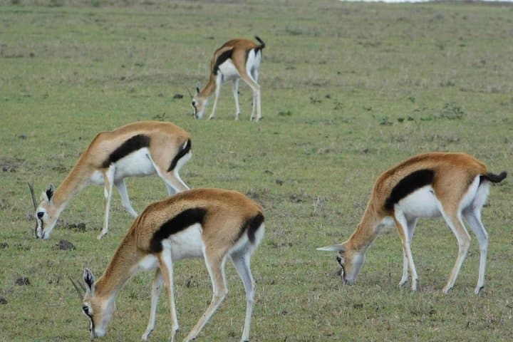 3-Day Tsavo East & Taita Hills Saltlick Safari — Big Game, Birdlife & Waterholes