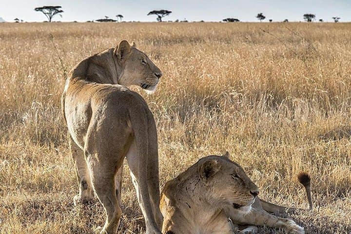 6-Day Cultural Safari: Hadzabe, Serengeti & Ngorongoro Crater Adventure photo 4