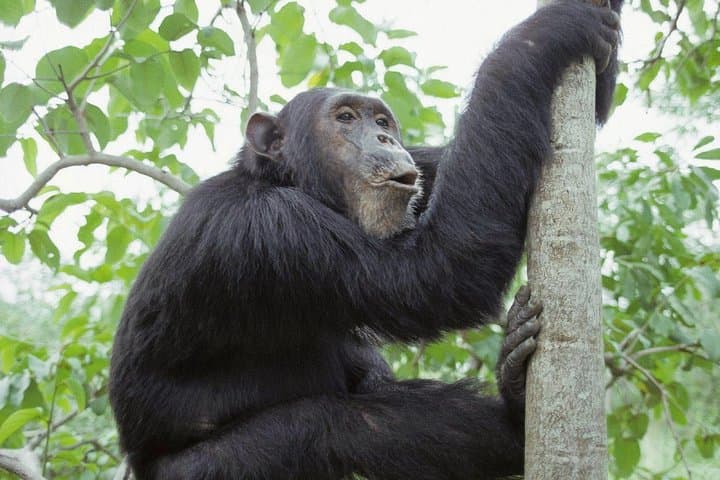 Uganda 4-Day Gorilla Trekking: Practical Guide to Bwindi Encounters photo 3