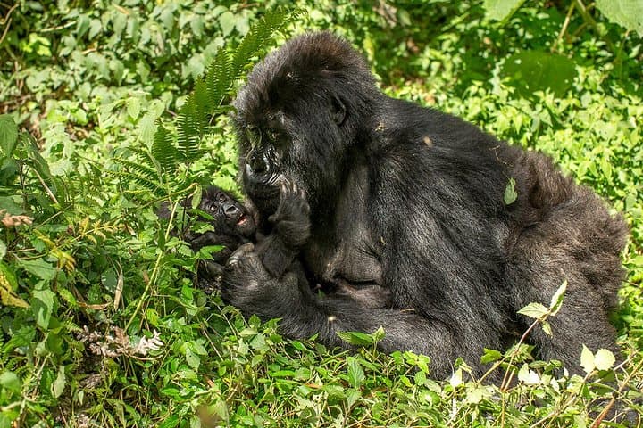 Uganda 4-Day Gorilla Trekking: Practical Guide to Bwindi Encounters photo 4