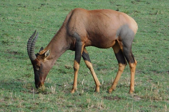 4-Day Amboseli & Tsavo Safari — Kilimanjaro Views, Mzima Springs and Big Five photo 1