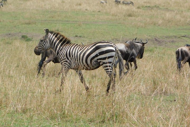 4-Day Amboseli & Tsavo Safari from Mombasa — Kilimanjaro Views, Mzima Springs & Red Elephants photo 6