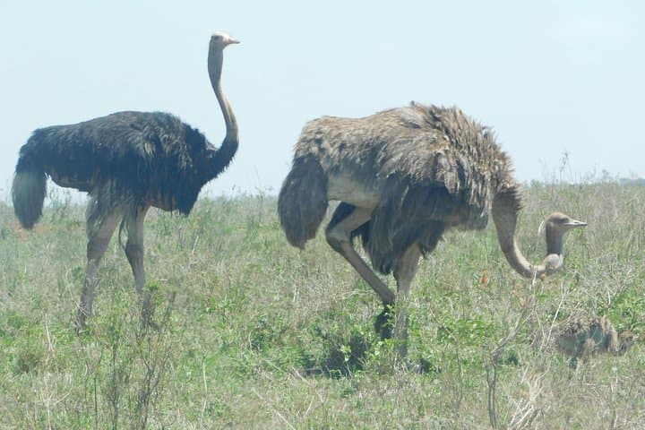 4-Day Tsavo & Amboseli Safari from Mombasa — Mzima Springs, Kilimanjaro Views & Big Game