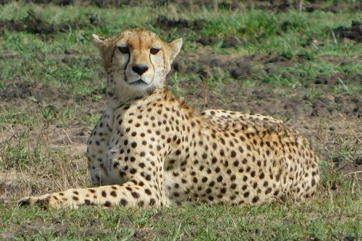 4-Day Amboseli & Tsavo Safari from Mombasa — Kilimanjaro Views, Mzima Springs & Red Elephants