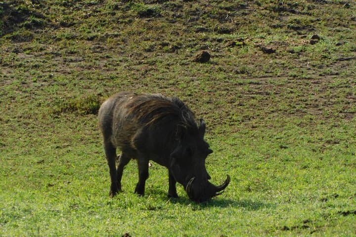 4-Day Amboseli & Tsavo Safari from Mombasa — Kilimanjaro Views, Mzima Springs & Red Elephants photo 2