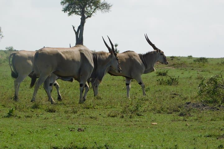 4-Day Amboseli & Tsavo Safari from Mombasa — Kilimanjaro Views, Mzima Springs & Red Elephants photo 3