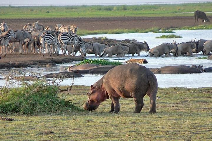 Ngorongoro Crater Day Tour: Big Five Safari from Moshi photo 5