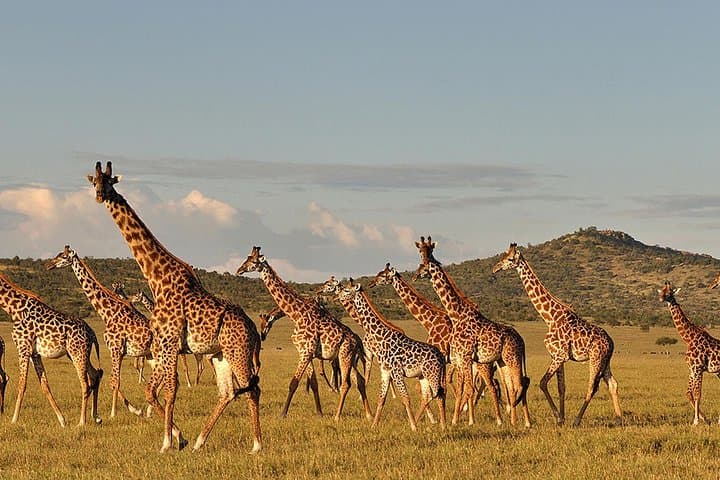 Lake Manyara Day Tour: Tree-Climbing Lions, Birdlife & Rift-Wall Views photo 3
