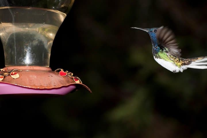 Mindo Wildlife Encounter: Day Trip from Quito to Birding and Butterflies photo 2