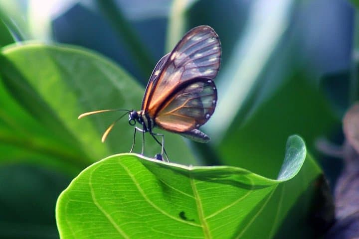 Mindo Wildlife Encounter: Day Trip from Quito to Birding and Butterflies photo 3