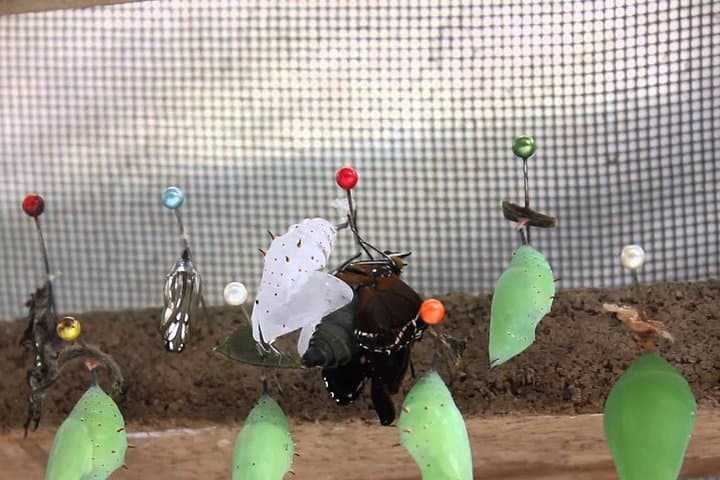 Mindo Wildlife Encounter: Day Trip from Quito to Birding and Butterflies photo 4
