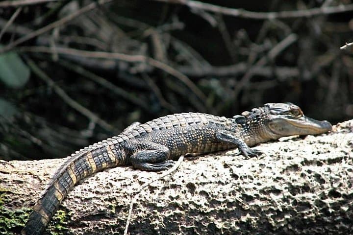Wild & Scenic Loxahatchee River Guided Kayak Tour from Riverbend Park photo 2