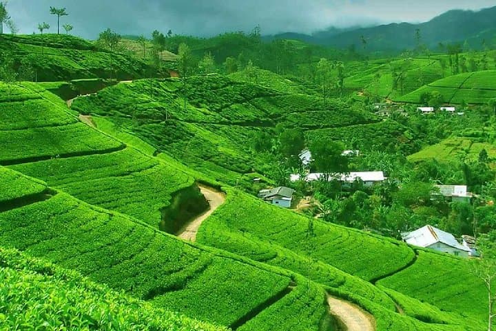 Kandy and Pinnawala Private Day Tour from Colombo: Temple, Tea & Elephant Encounters photo 3