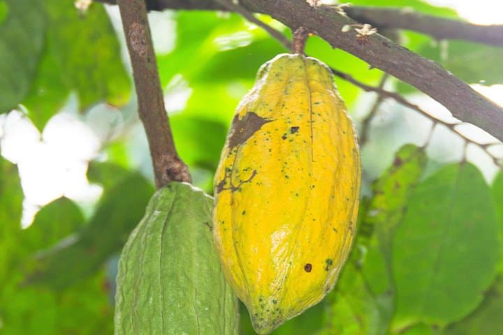 Day Trip from Accra to Aburi Botanical Gardens & Tetteh Quarshie Cocoa Farm photo 3