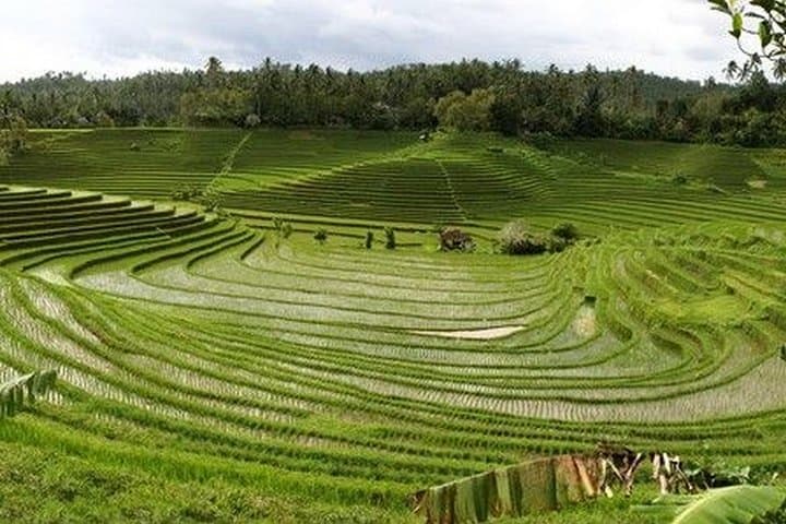 Day in Lovina: Rice-Terrace Trek & Waterfall Jumps near Lovina, Bali photo 2