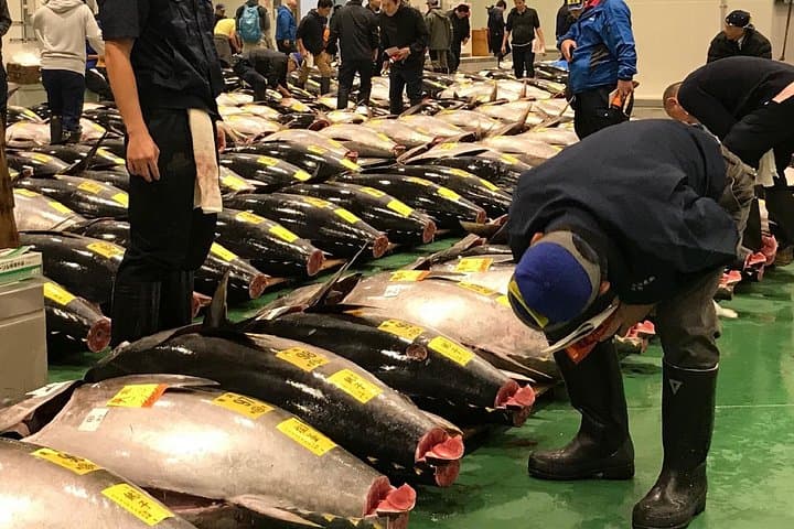 Dawn at Toyosu: Insider Tuna Auction & Market Tour photo 1
