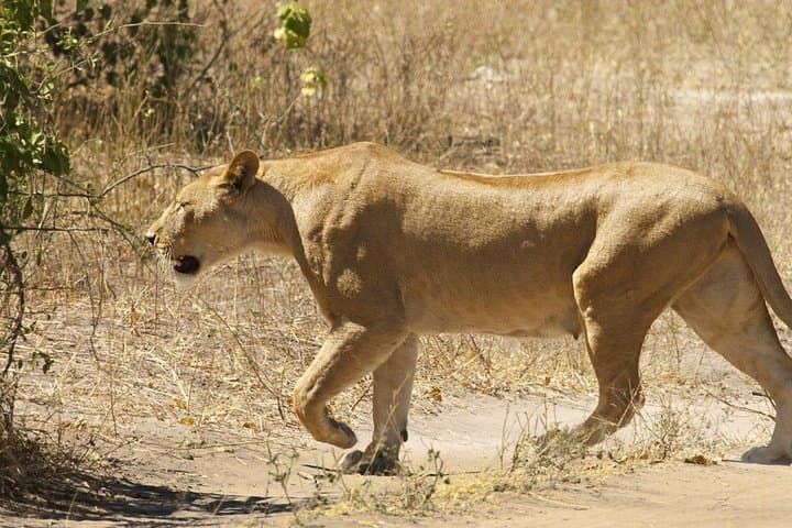 Chobe Full Day Trip: Game Drive and Chobe River Safari from Livingstone photo 2