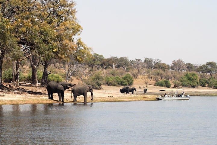 Chobe Full Day Trip: Game Drive and Chobe River Safari from Livingstone photo 4