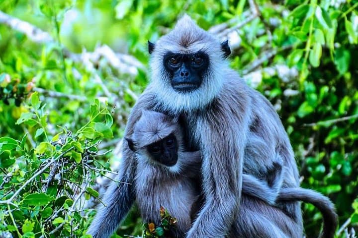 Afternoon Bundala Safari: Half-Day Birding & Wildlife Drive from Tissamaharama photo 2