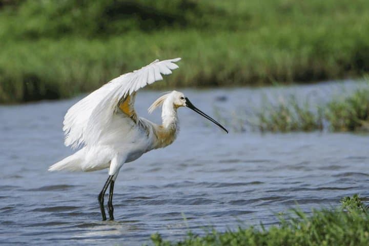 Afternoon Bundala Safari: Half-Day Birding & Wildlife Drive from Tissamaharama photo 5