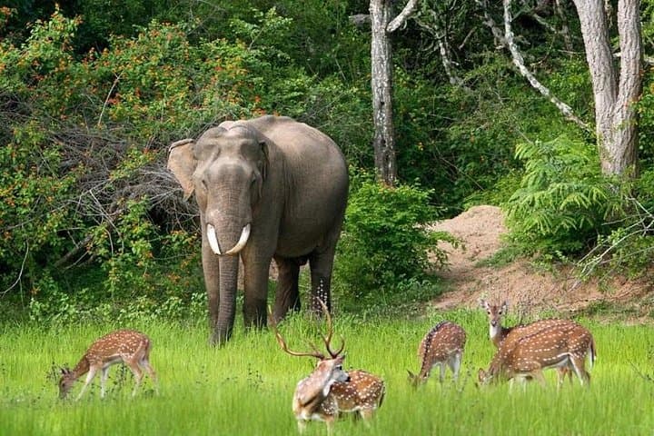 Afternoon Bundala Safari: Half-Day Birding & Wildlife Drive from Tissamaharama photo 6
