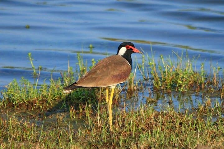 Dawn Safari: Morning Game Drive in Bundala National Park photo 3