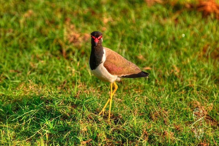 Dawn Safari: Morning Game Drive in Bundala National Park photo 5