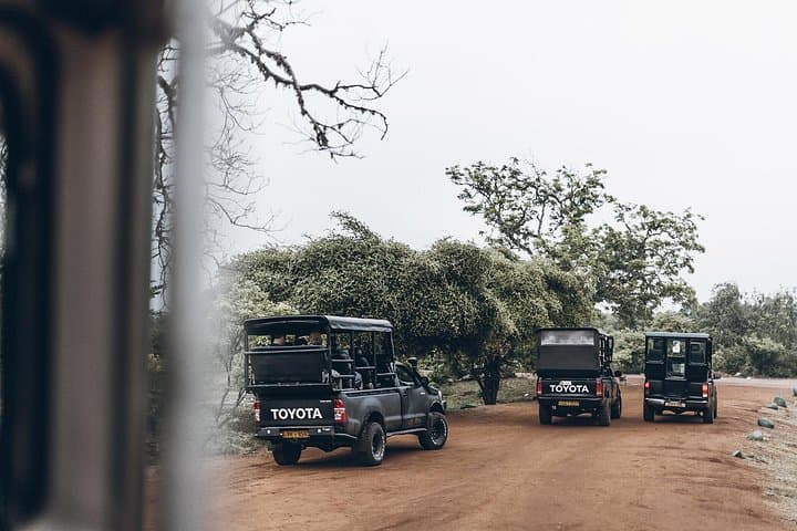 Morning Game Drive in Yala National Park: Leopard Safaris & Wildlife Viewing photo 3