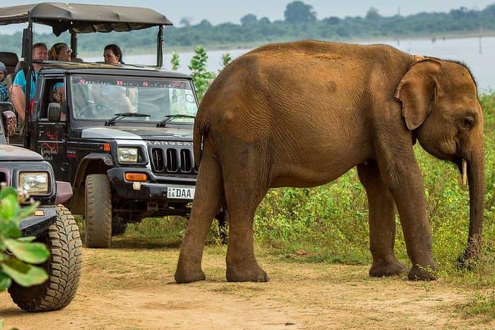 Afternoon Game Drive at Udawalawe National Park: Elephant Safari photo 2