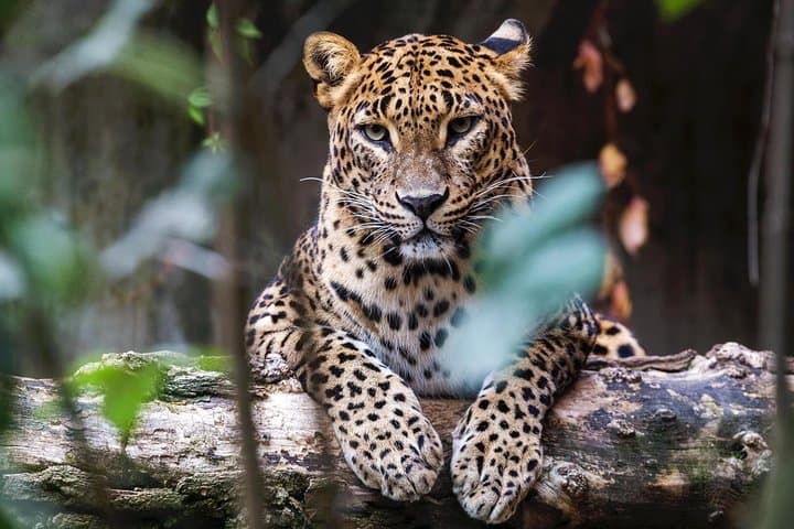 Full-Day Yala Safari from Hambantota Harbour — Leopard Watching & Picnic Lunch photo 6