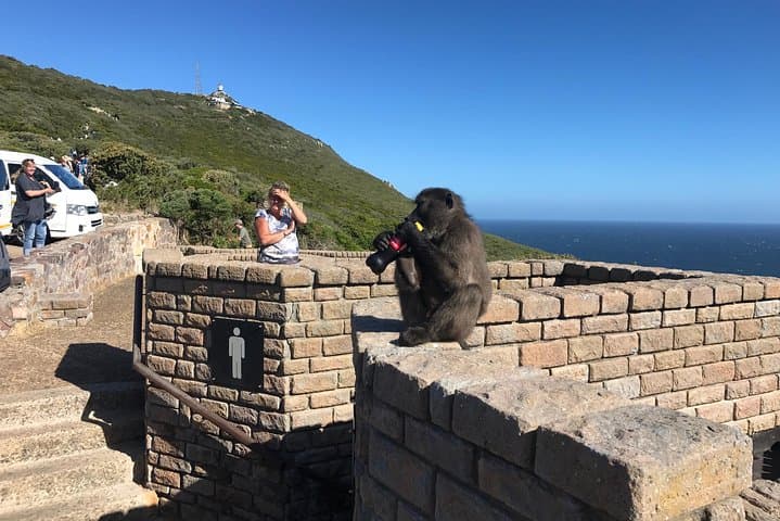 Cape Peninsula Day Tour: Penguins, Chapman’s Peak & Cape of Good Hope photo 3