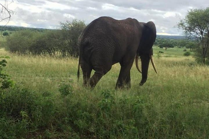 6-Day Luxury Lodge Safari to Lake Manyara, Serengeti, Ngorongoro & Tarangire, Tanzania photo 3