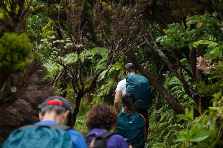 Hike Faial's 10 Volcanos Trail: Caldeira to Capelinhos Full-Day Tour photo 6