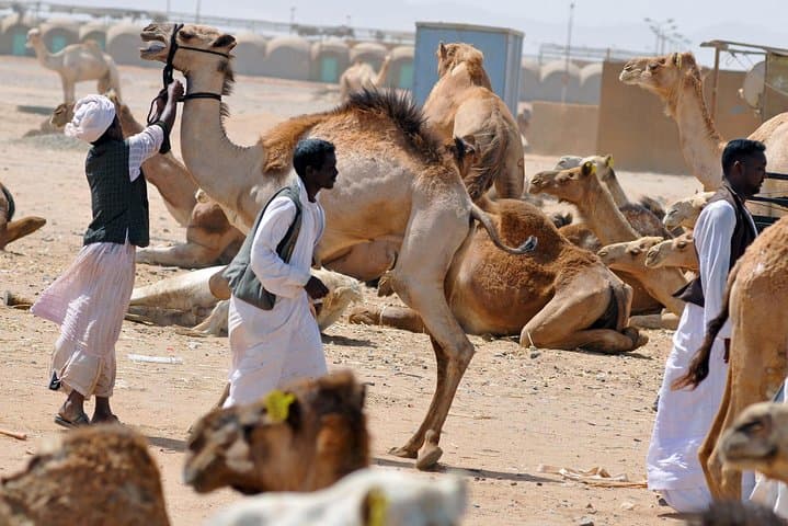 Shalatin Camel Market & Obelix Rocks: Wadi El Gemal Day Tour photo 3