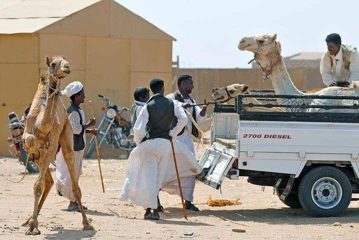 Shalatin Camel Market & Obelix Rocks: Wadi El Gemal Day Tour photo 1