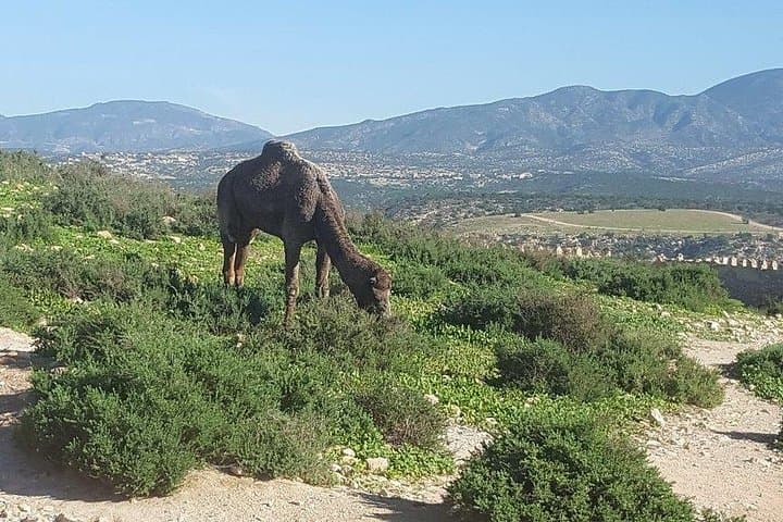 Paradise Valley Day Trip from Agadir: Atlas Mountains Pools & Argan Farm photo 3