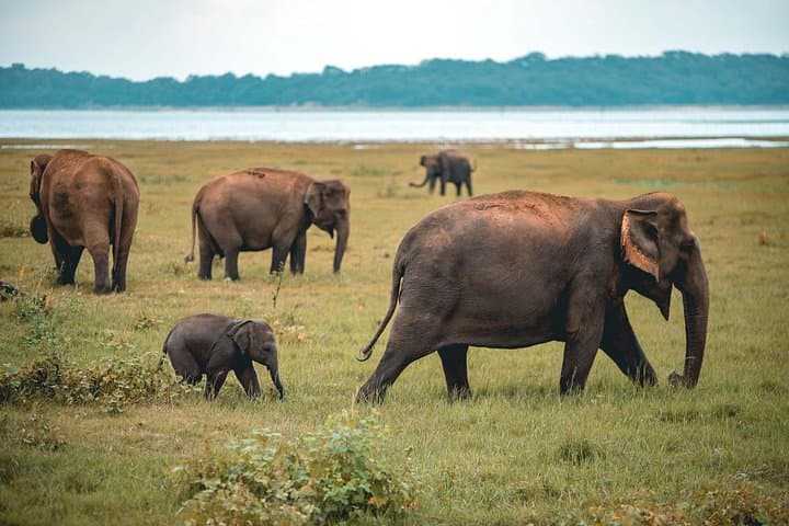 Afternoon Safari in Kaudulla National Park — Elephant Herds, Birding & Sunset Game Drive photo 1