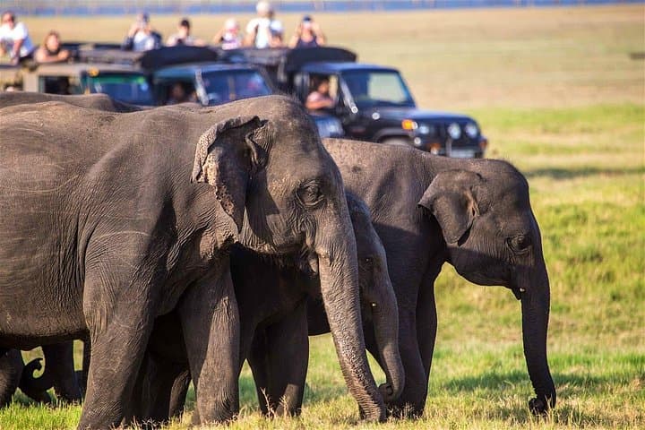 Afternoon Safari in Kaudulla National Park — Elephant Herds, Birding & Sunset Game Drive photo 2