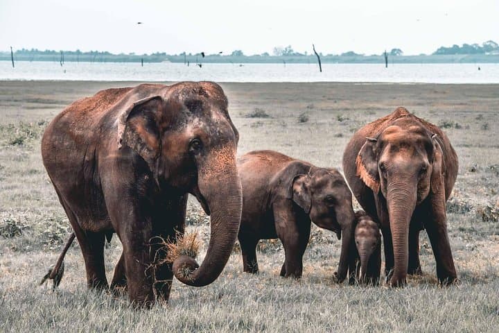 Afternoon Safari in Kaudulla National Park — Elephant Herds, Birding & Sunset Game Drive photo 3
