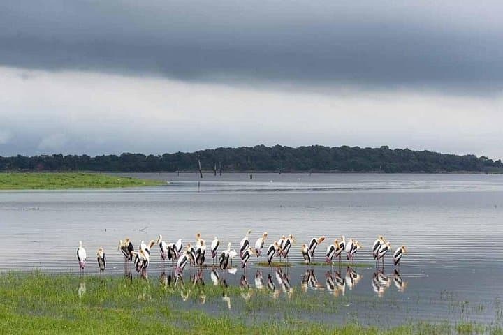 Afternoon Safari in Kaudulla National Park — Elephant Herds, Birding & Sunset Game Drive photo 4