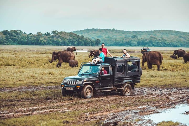 Dambulla and Kaudulla Day Tour from Colombo — Elephants, Caves & Reservoir Wildlife photo 1