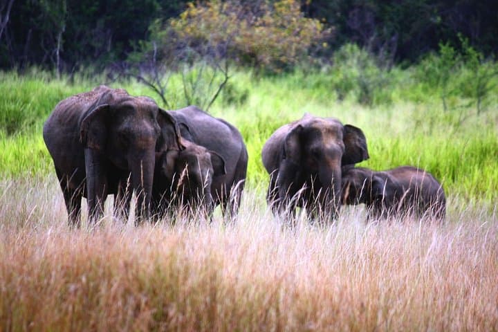 Afternoon Safari at Maduru Oya National Park — Elephant & Bird Game Drive photo 1