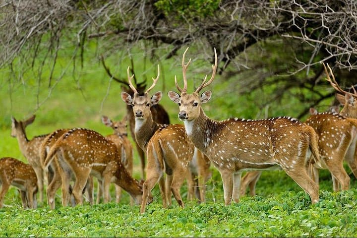 Afternoon Safari at Maduru Oya National Park — Elephant & Bird Game Drive photo 2