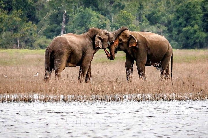 Afternoon Safari at Maduru Oya National Park — Elephant & Bird Game Drive photo 3