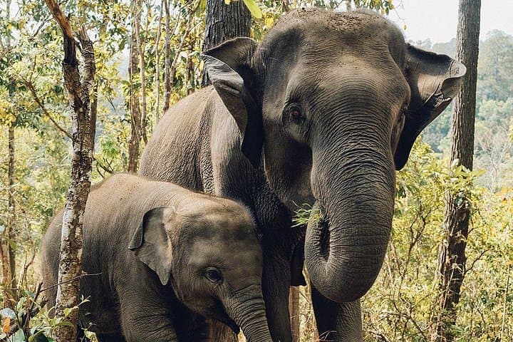 Afternoon Safari at Maduru Oya National Park — Elephant & Bird Game Drive photo 4