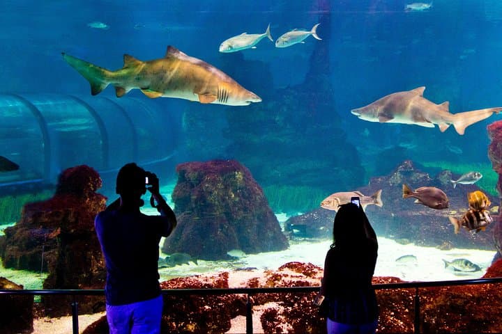 Barcelona Aquarium Skip-the-Line: Oceanarium Tunnel & Planeta Aqua Guide photo 5